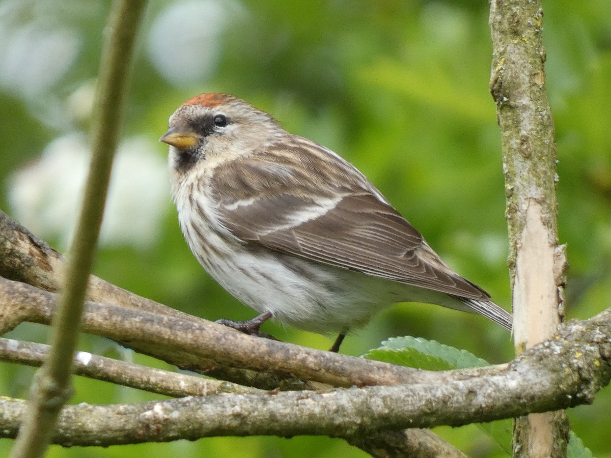 Lesser Redpoll - ML618733595