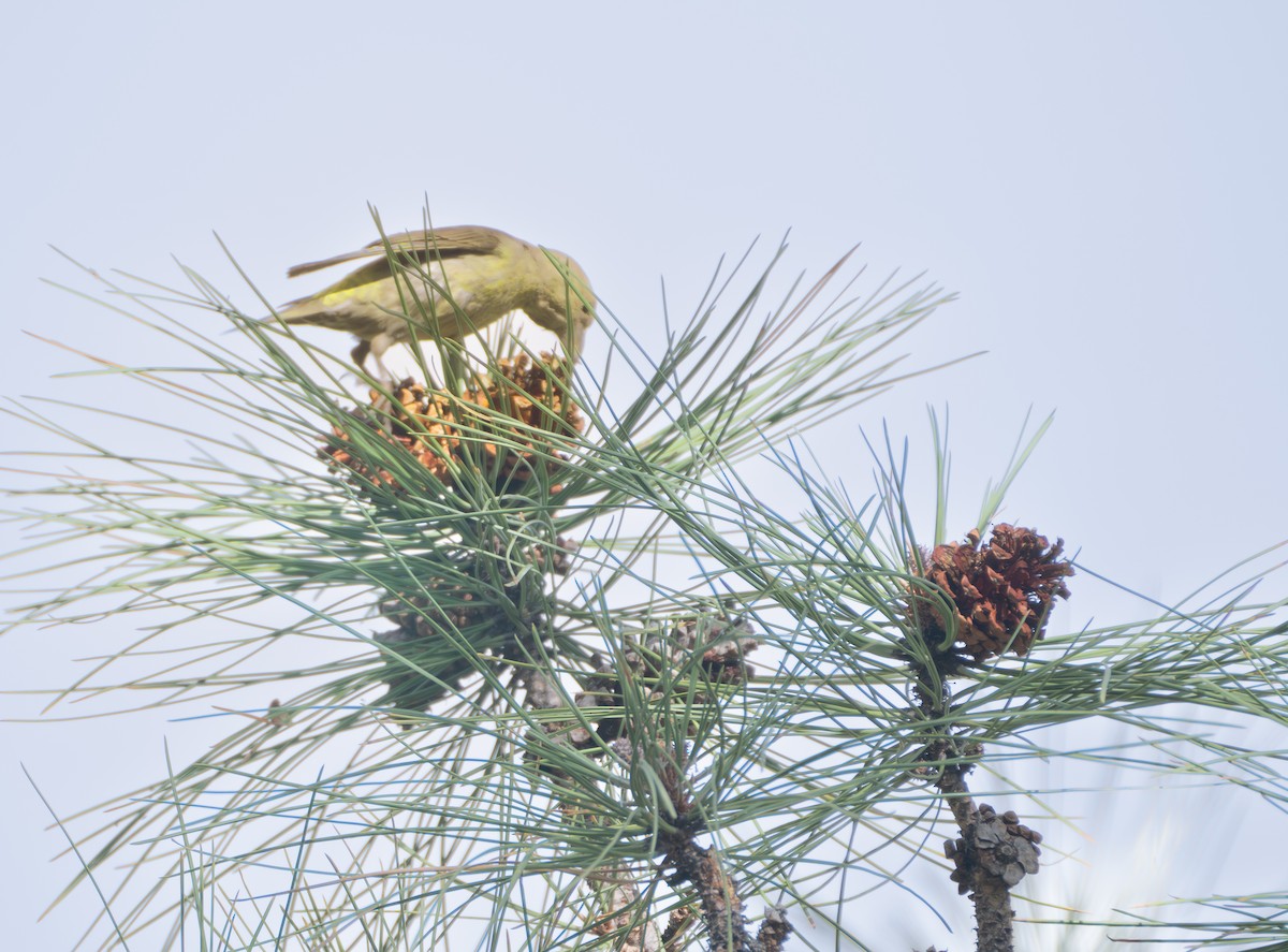 Bec-croisé des sapins - ML618733614