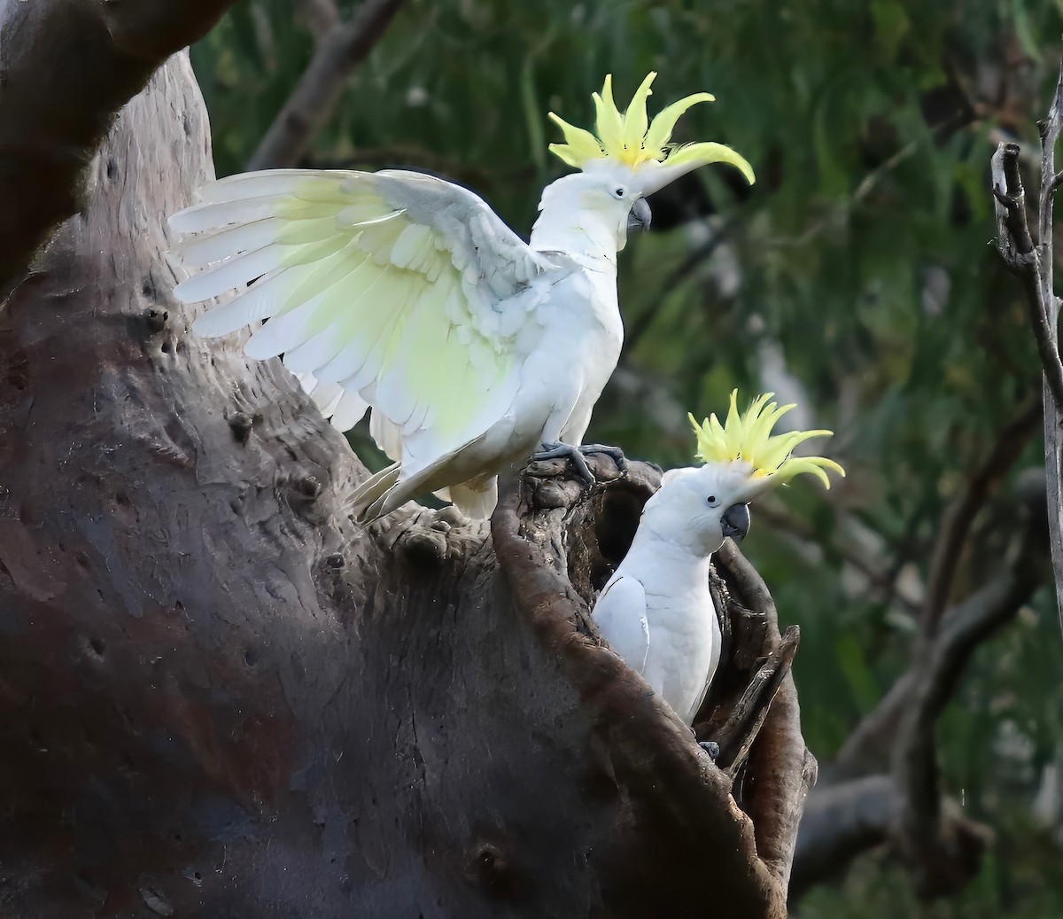 Cacatúa Galerita - ML618733620