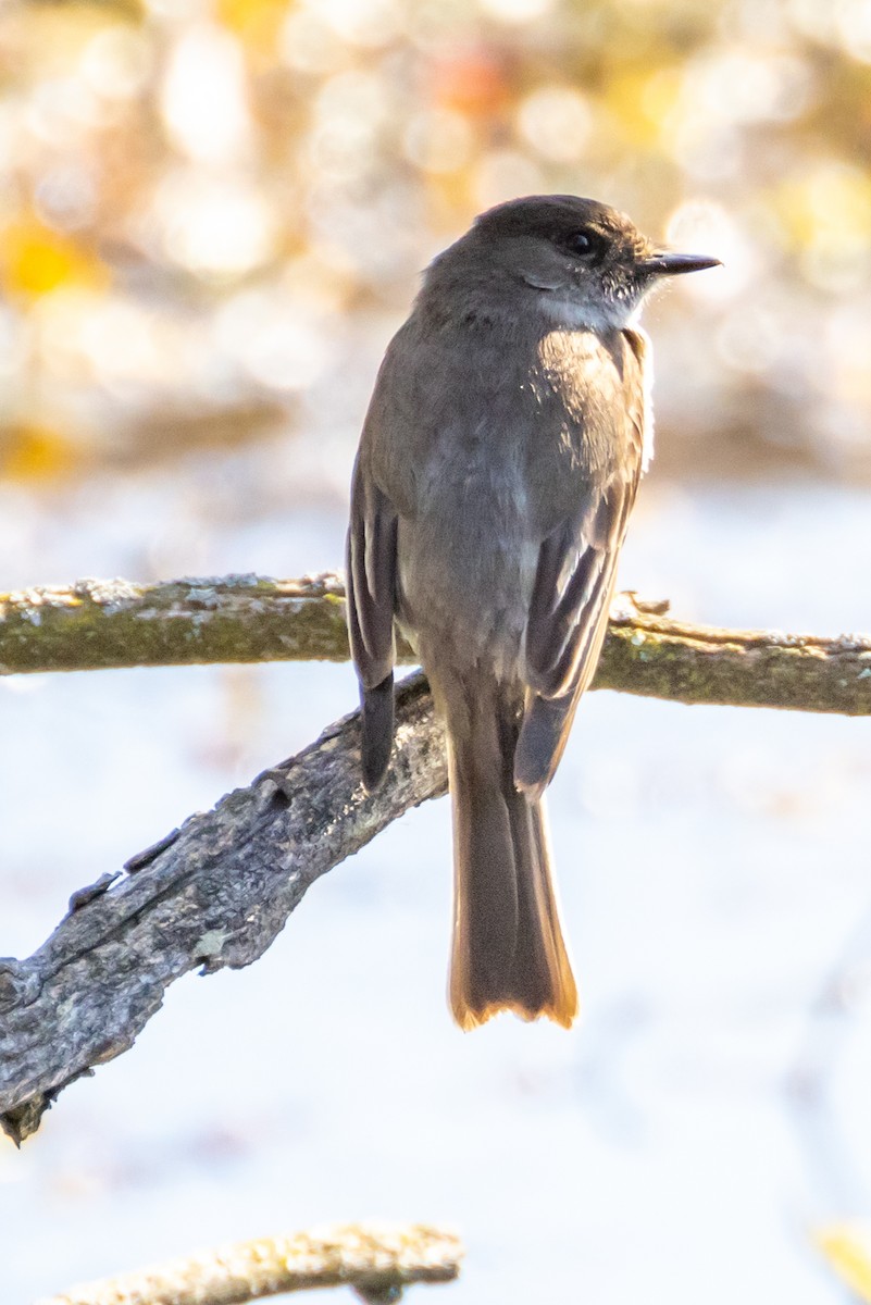 Eastern Phoebe - Cheryl TenBrink