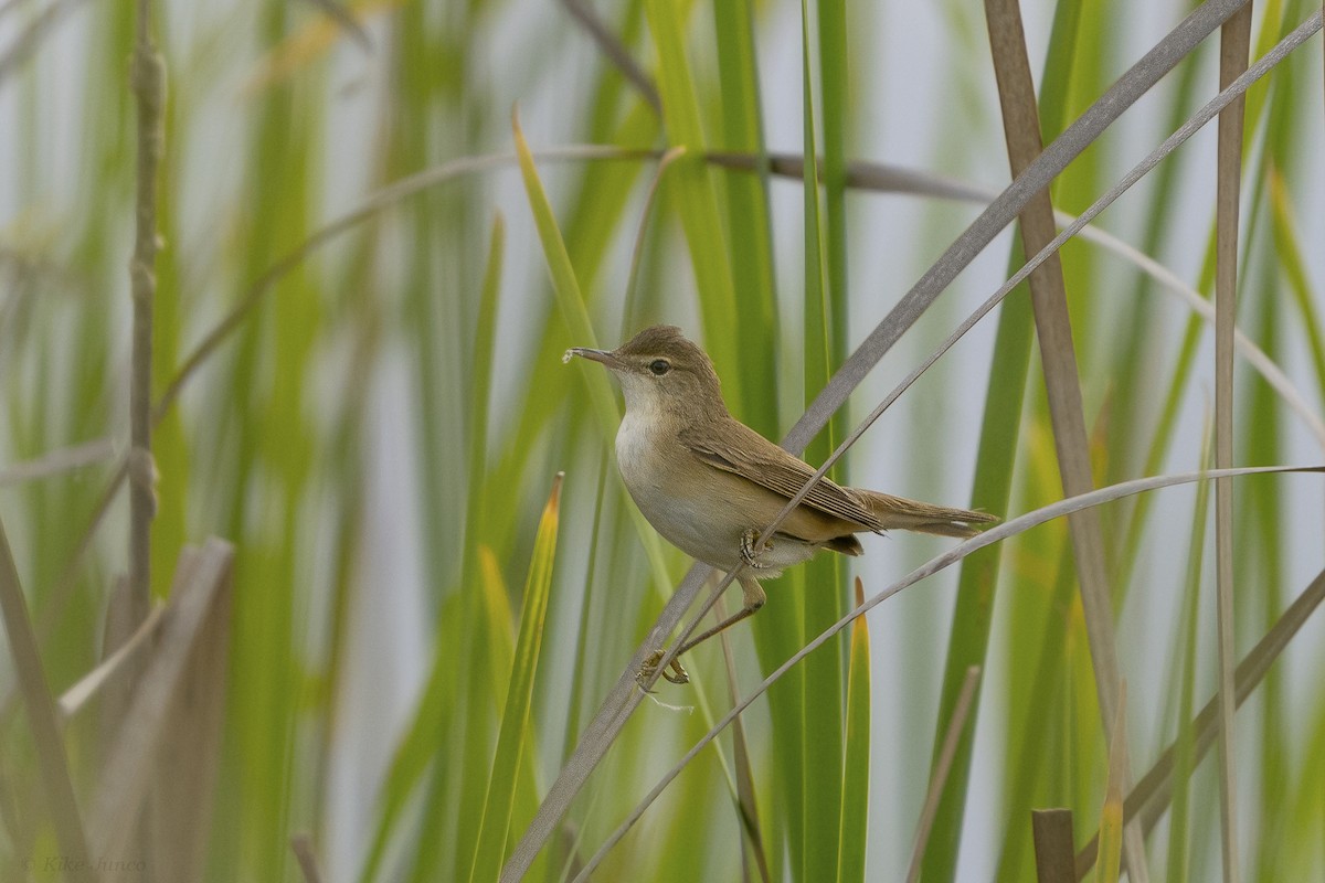 Common Reed Warbler - Kike Junco