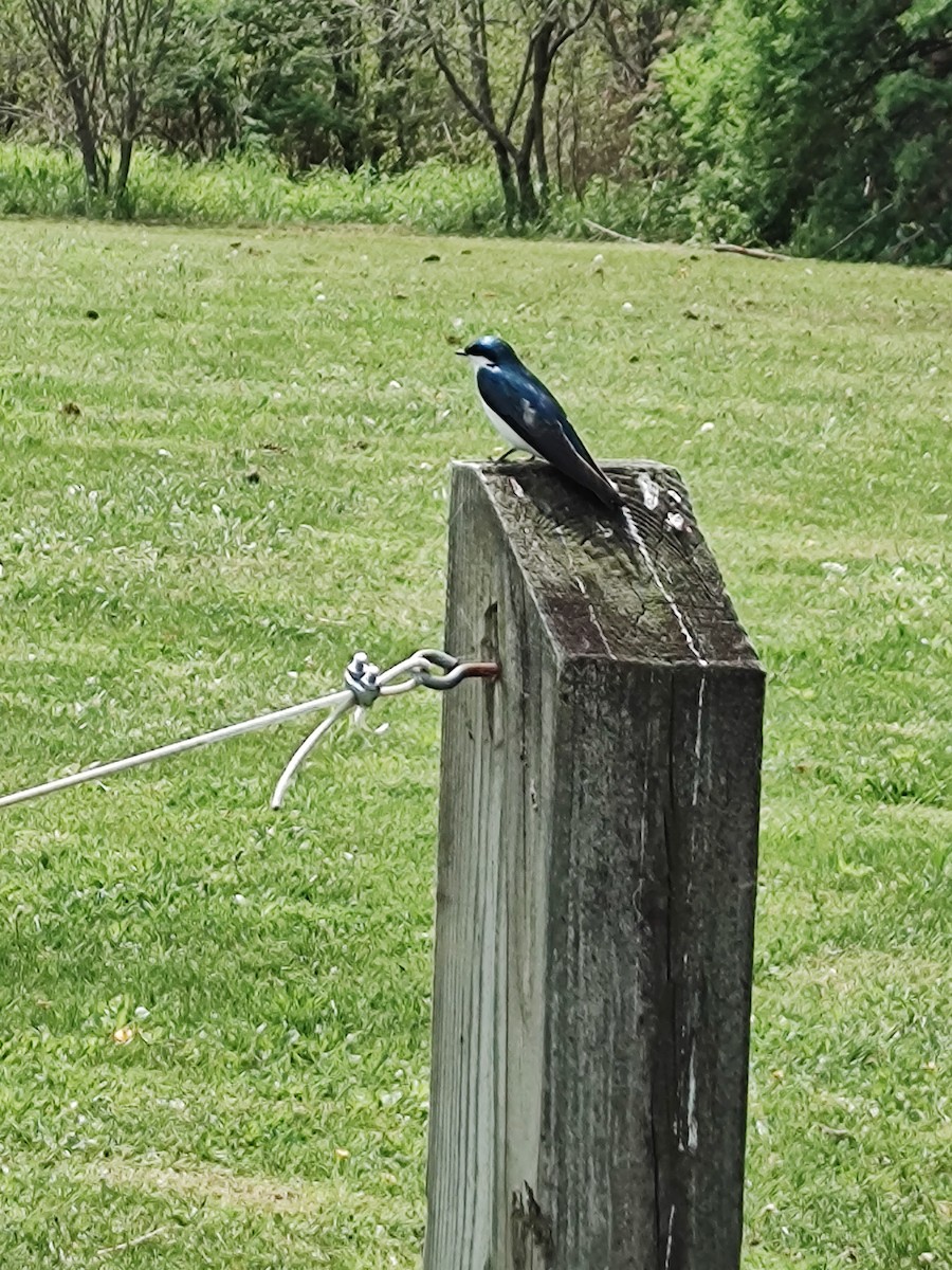 Tree Swallow - ML618733640