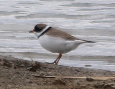 Semipalmated Plover - Grant Beverage