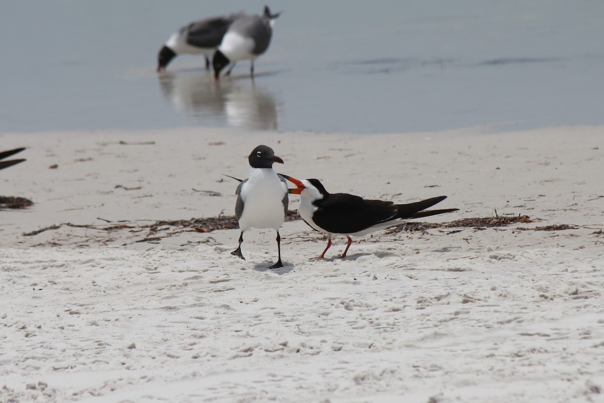 Laughing Gull - Owen J.