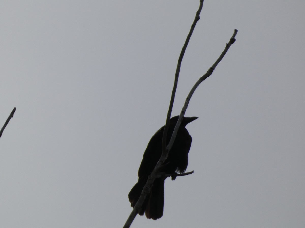 Carrion Crow - Kathy Woolsey