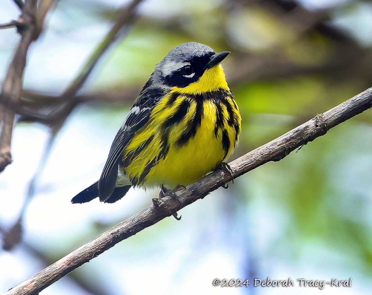 シロオビアメリカムシクイ - ML618733698