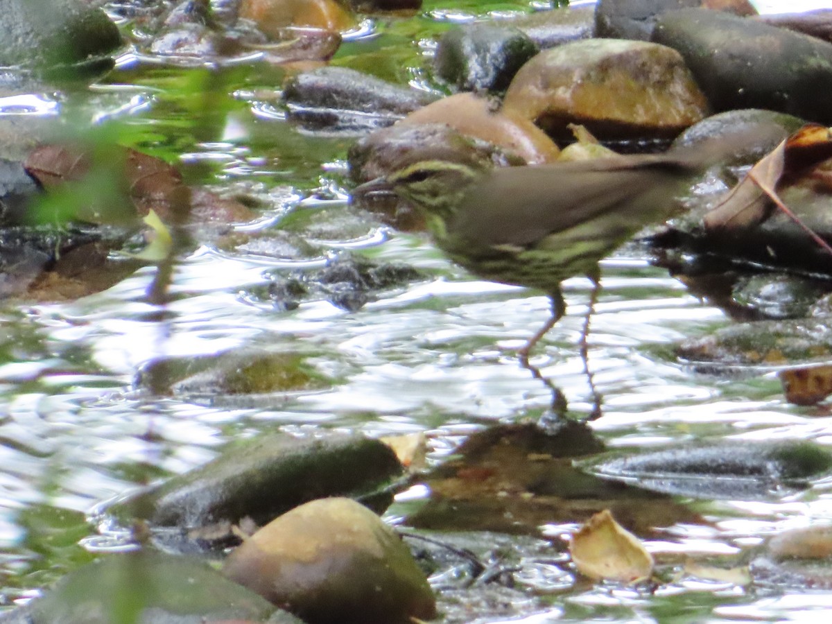 Northern Waterthrush - ML618733732