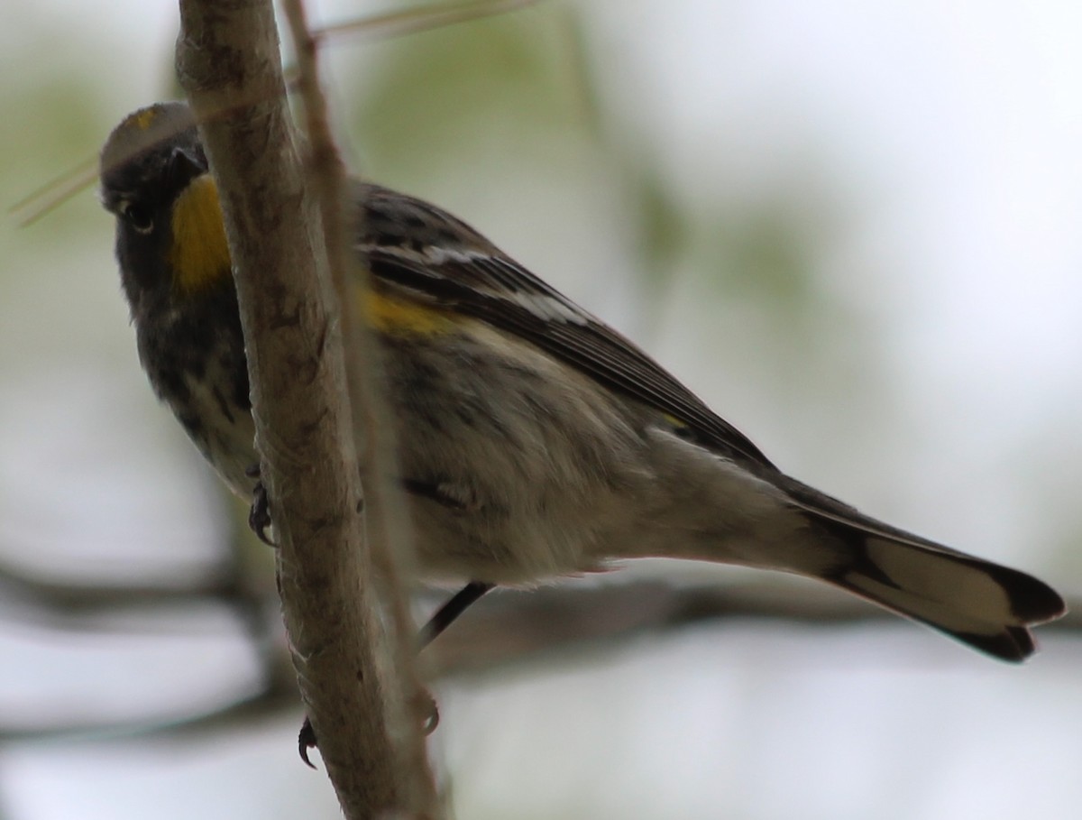 Yellow-rumped Warbler - ML618733739