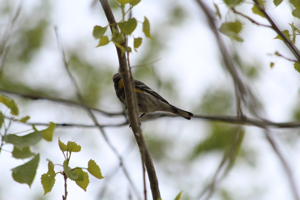 Yellow-rumped Warbler - ML618733757