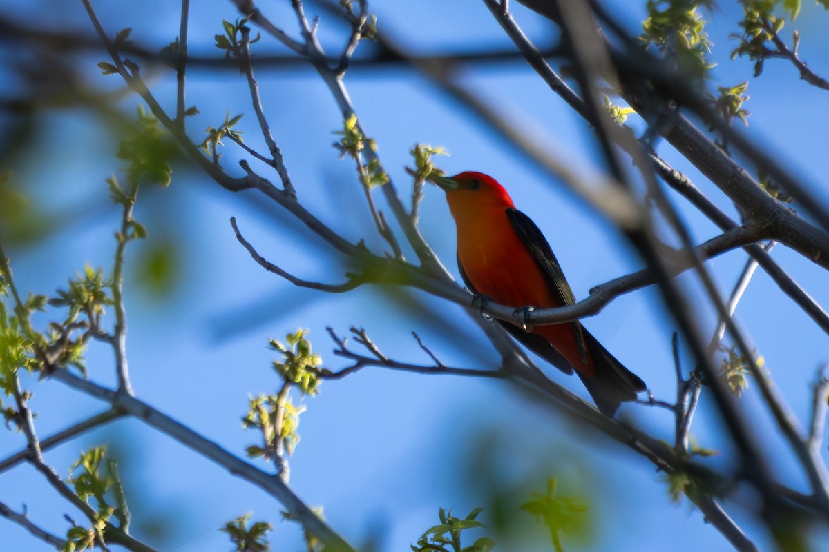 Scarlet Tanager - ML618733764