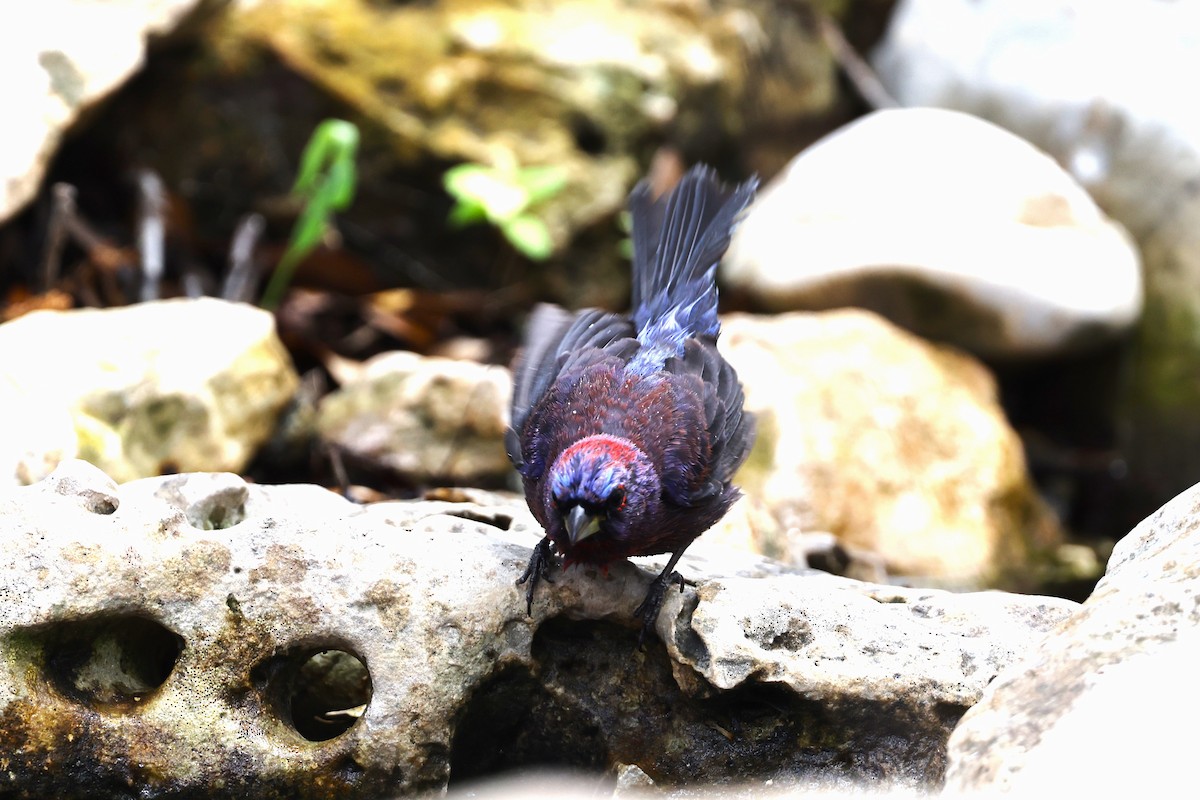 Varied Bunting - JOEL STEPHENS