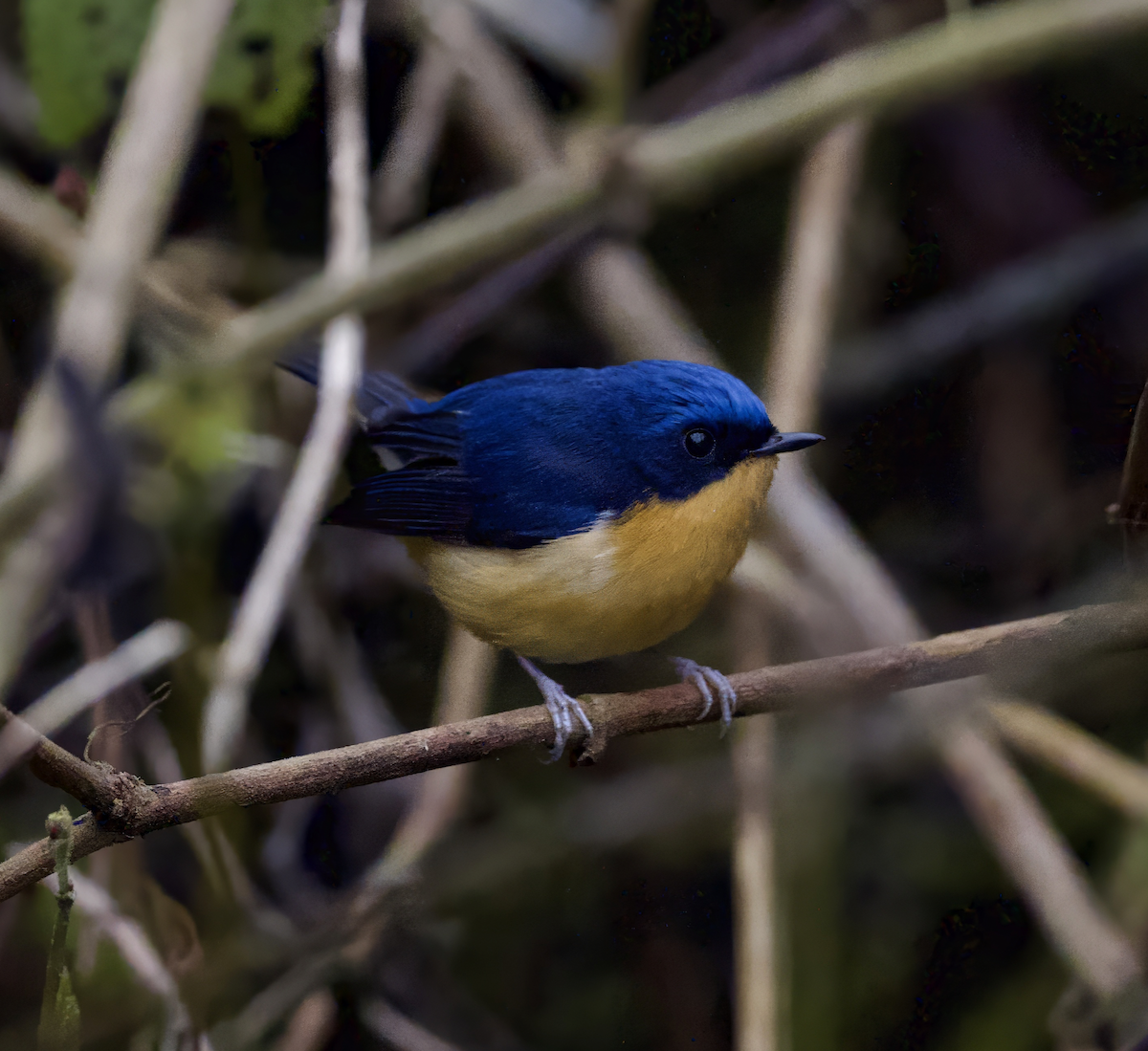 Pygmy Flycatcher - ML618733776