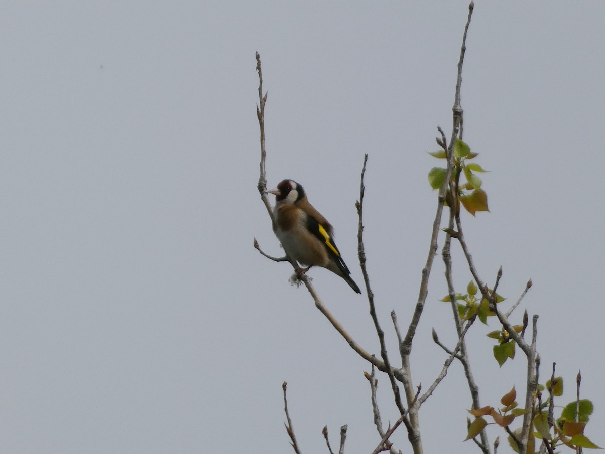 European Goldfinch - Kathy Woolsey