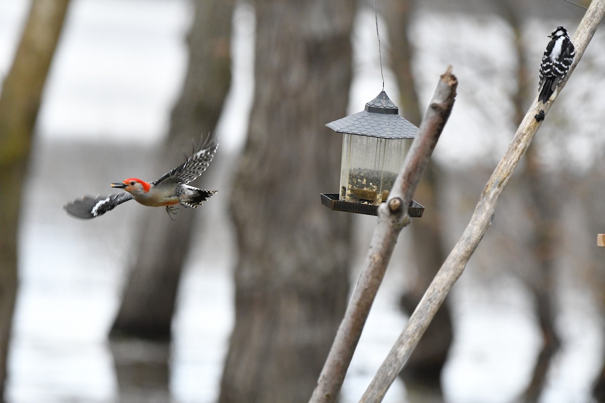 Red-bellied Woodpecker - yves dupont