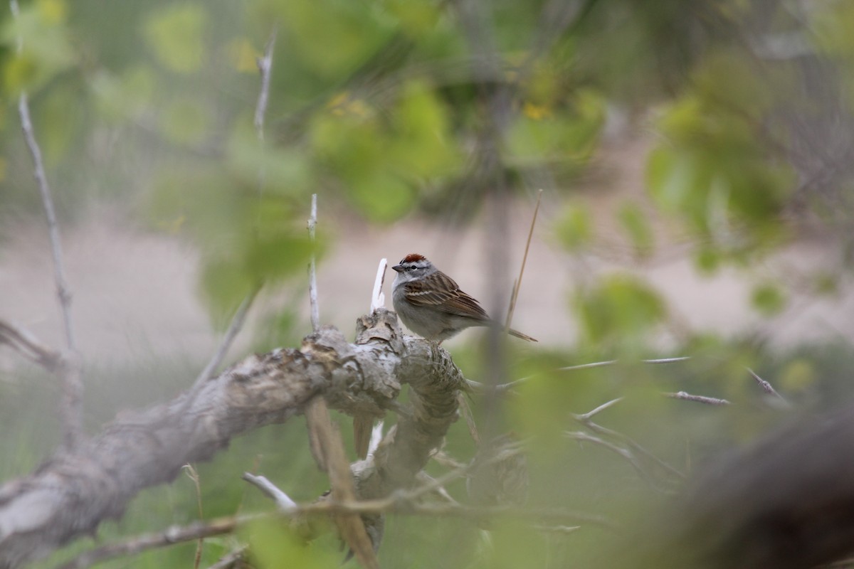 Chipping Sparrow - ML618733808