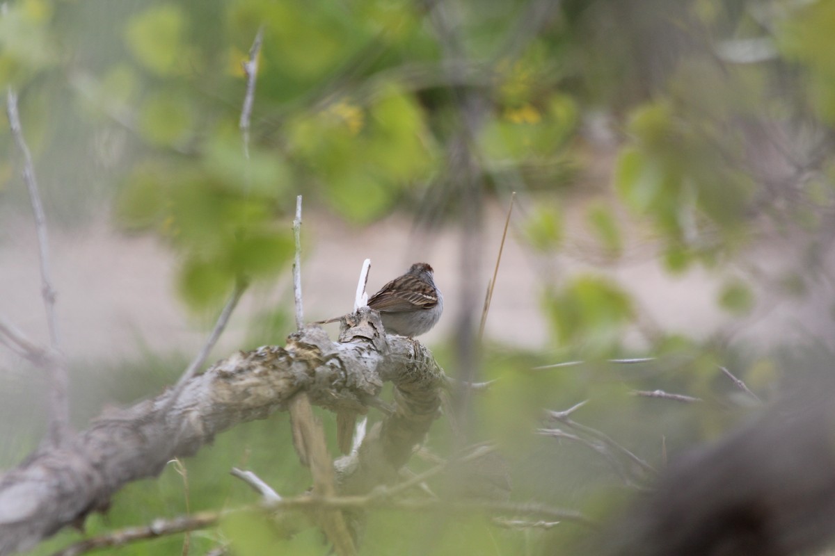 Chipping Sparrow - Grant Beverage