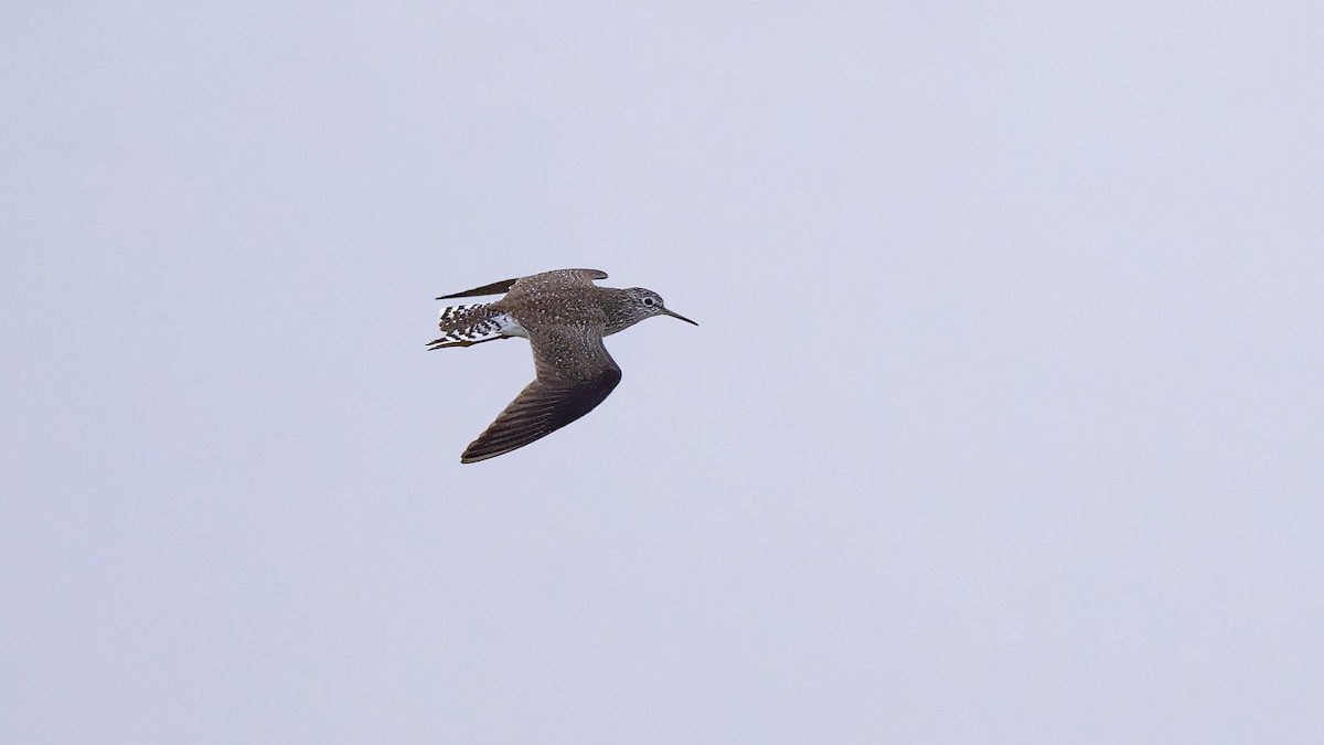 Solitary Sandpiper - ML618733826