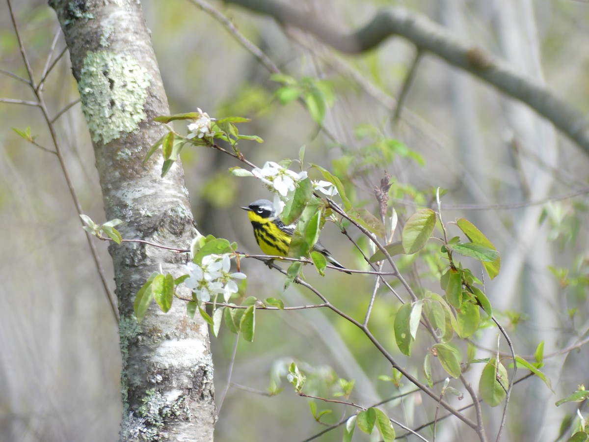 Magnolia Warbler - Jim Guion