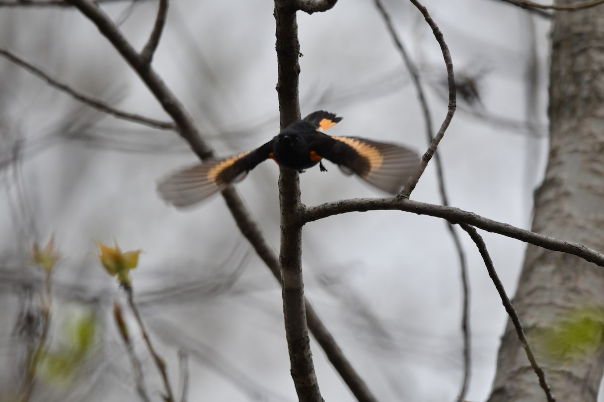 American Redstart - ML618733831