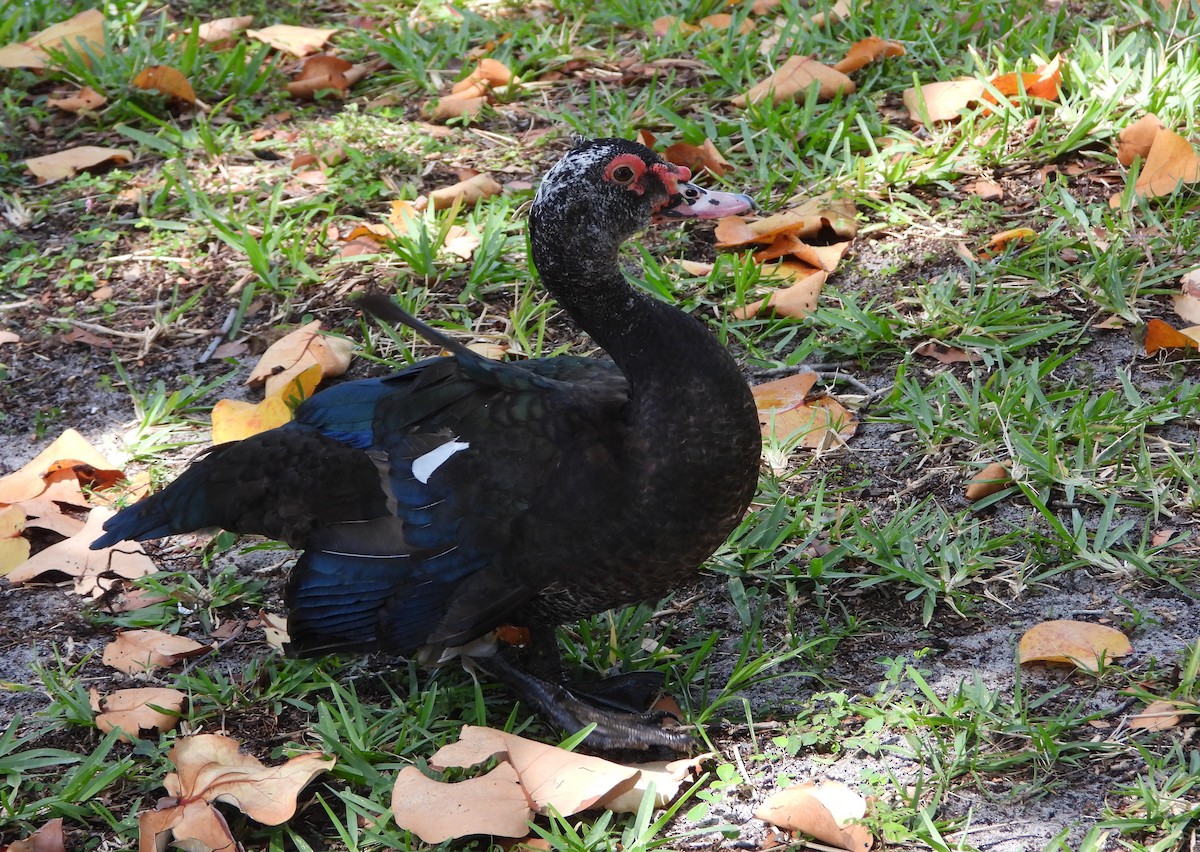 Muscovy Duck (Domestic type) - Mark Penkower