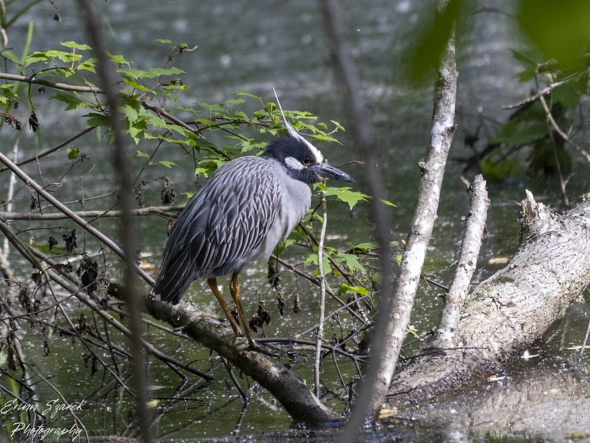 Yellow-crowned Night Heron - ML618733895