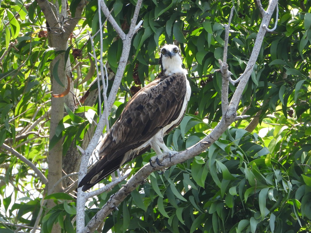 Osprey - ML618733918