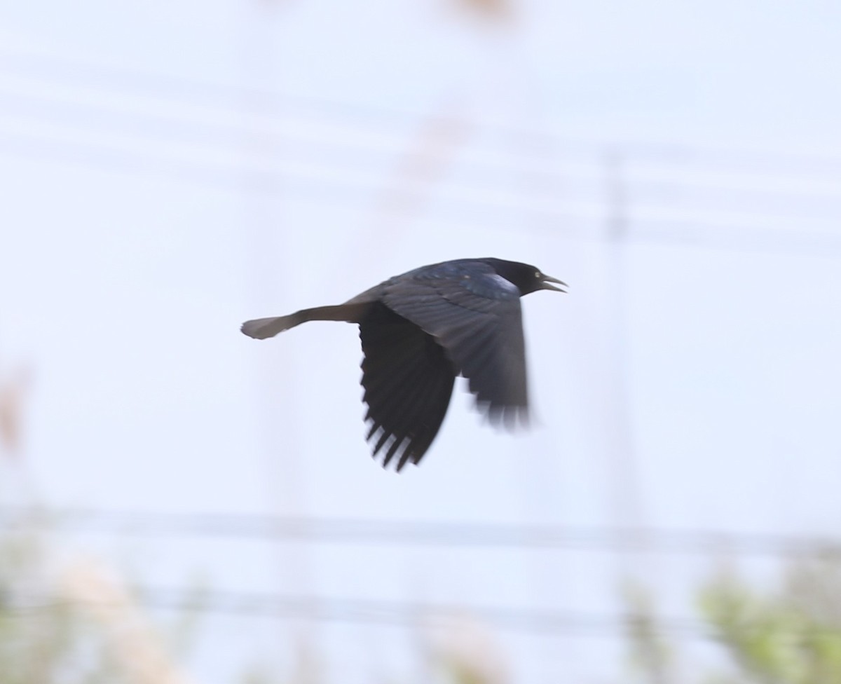 Boat-tailed Grackle - John Oshlick