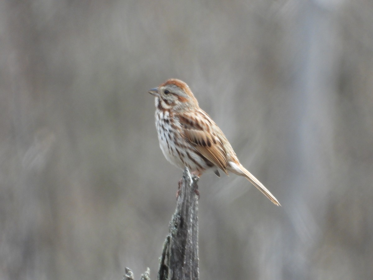 Song Sparrow - Denis Provencher COHL