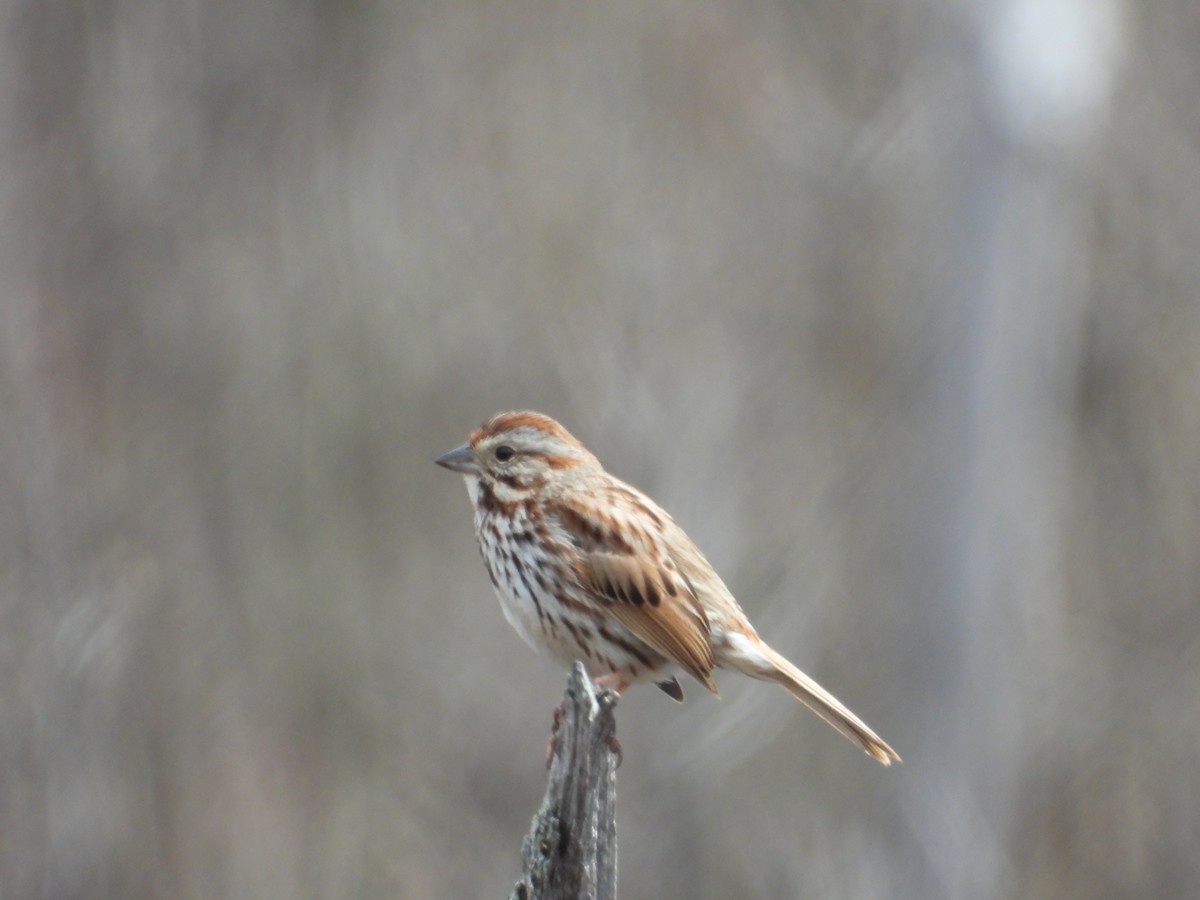 Song Sparrow - Denis Provencher COHL