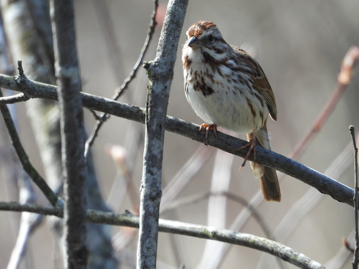 Song Sparrow - Denis Provencher COHL