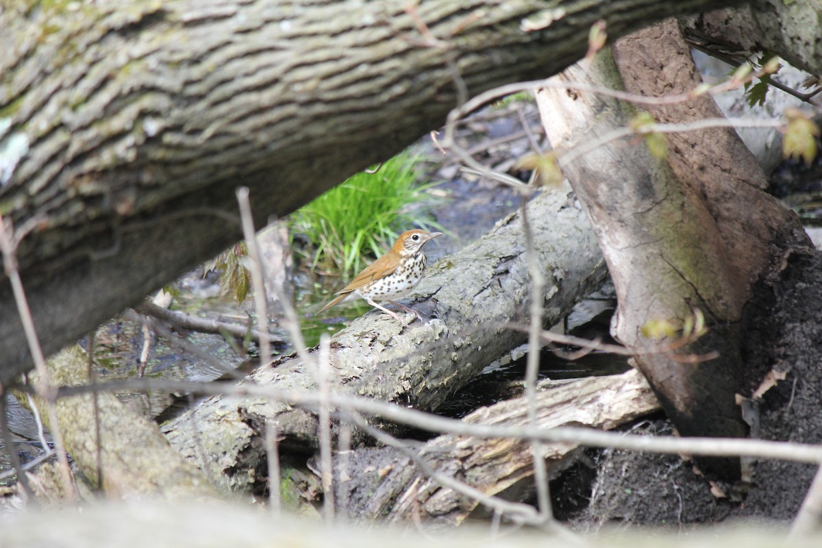 Wood Thrush - Owen J.