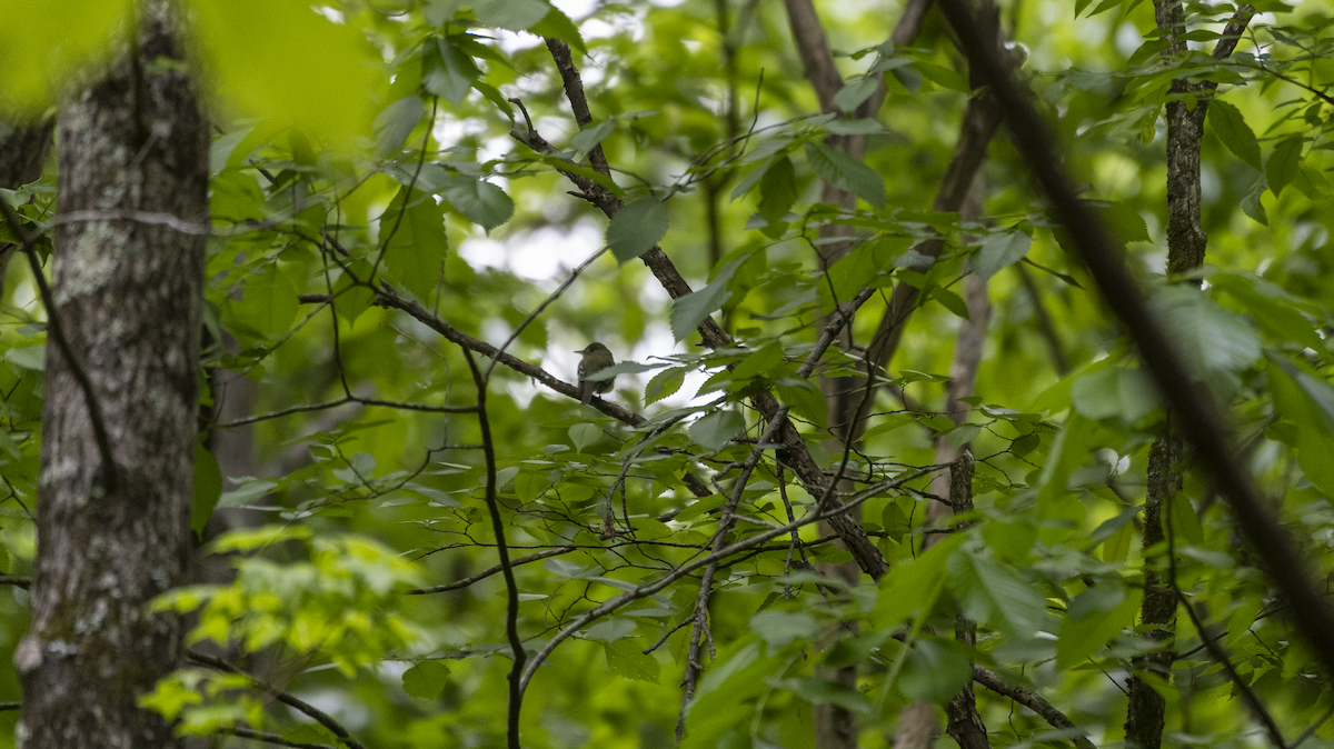 Acadian Flycatcher - ML618733962