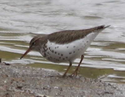 Spotted Sandpiper - ML618733963