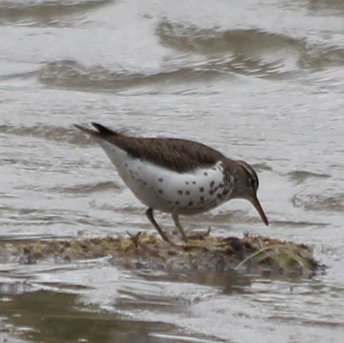 Spotted Sandpiper - ML618733964