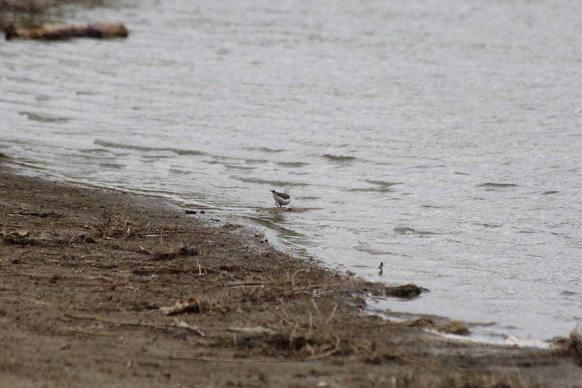 Spotted Sandpiper - ML618733973