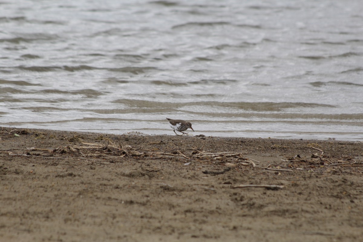 Spotted Sandpiper - Grant Beverage