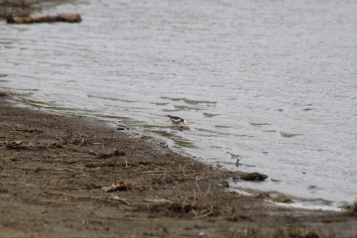 Spotted Sandpiper - ML618733976