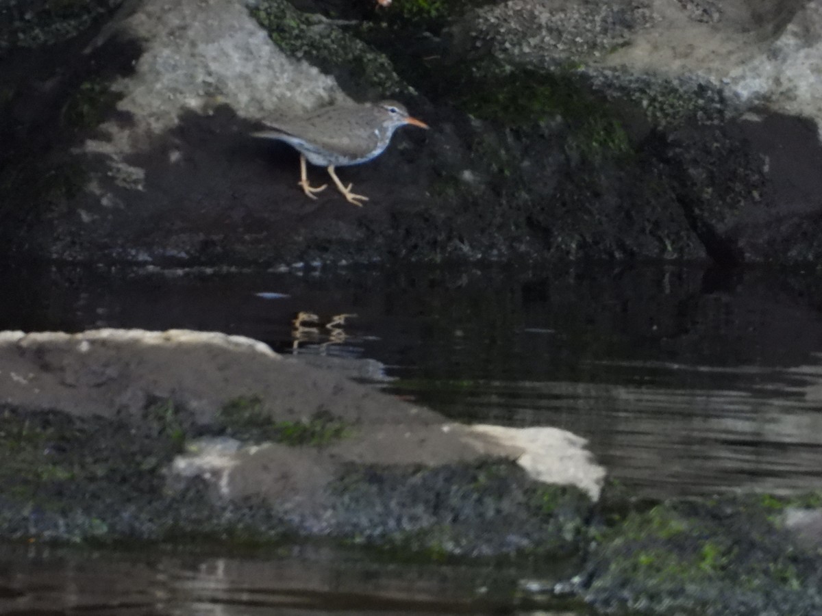 Spotted Sandpiper - Denis Provencher COHL