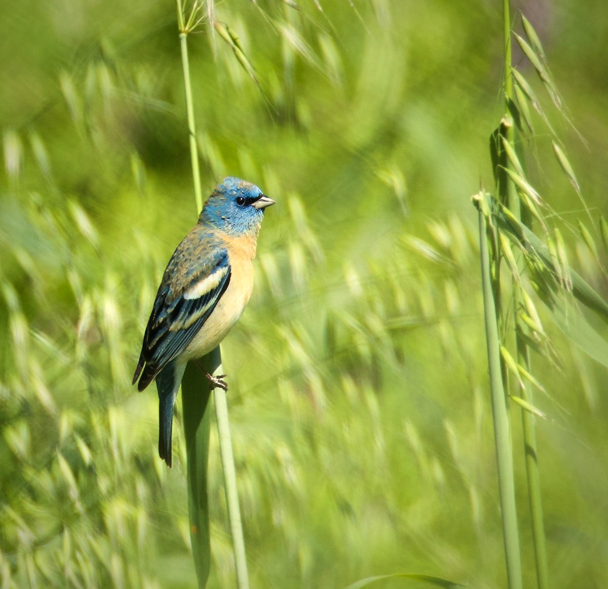 Lazuli Bunting - ML618734021