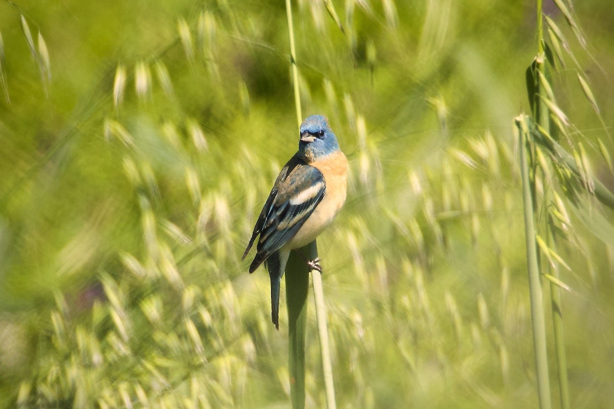 Lazuli Bunting - ML618734026