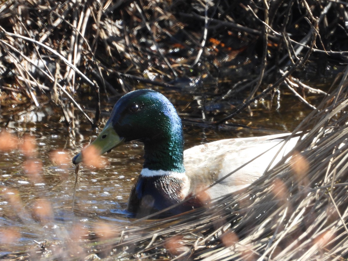 Mallard - Denis Provencher COHL