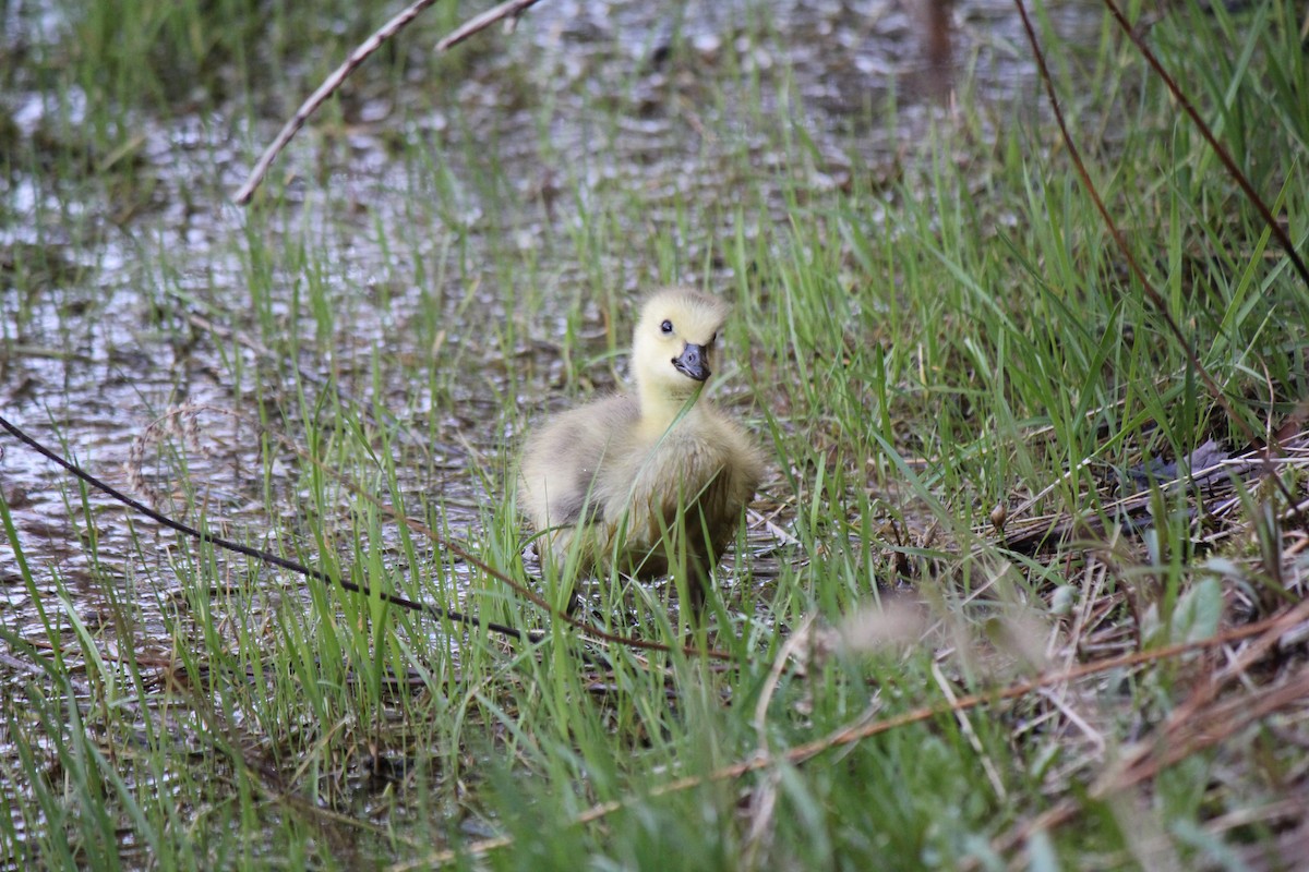 Canada Goose - Owen J.