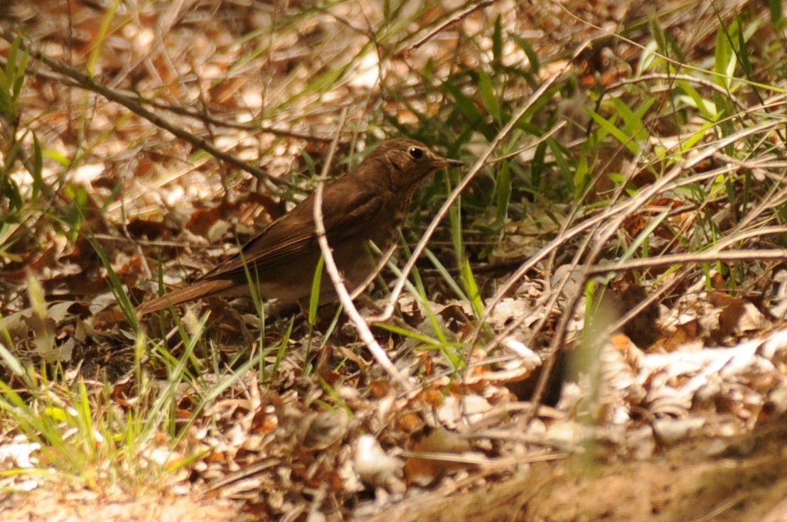 Hermit Thrush - ML618734057