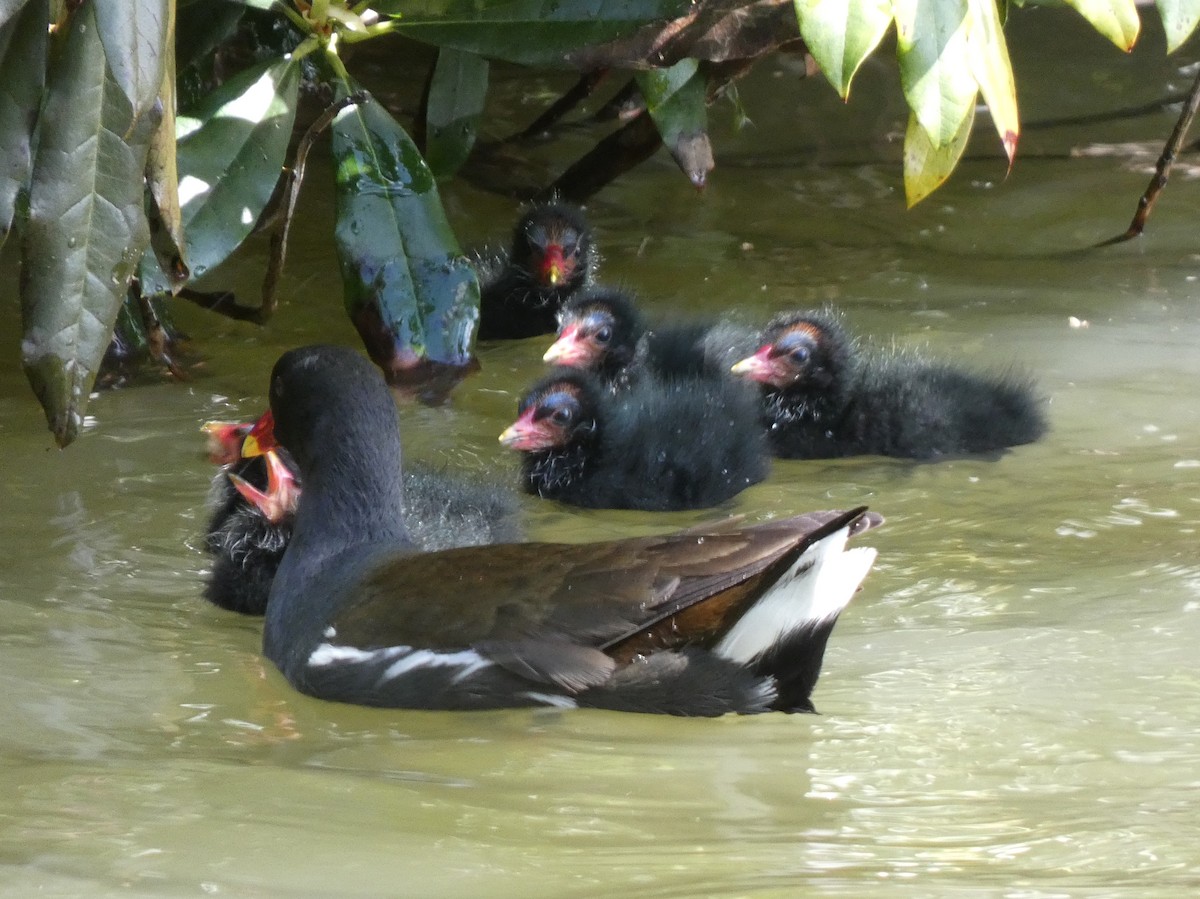 Eurasian Moorhen - James Court