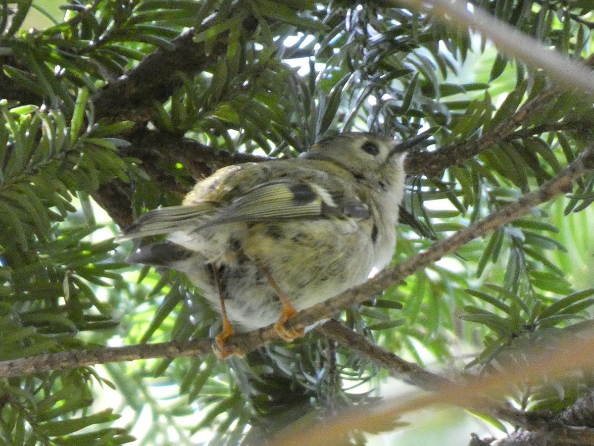 Goldcrest - James Court