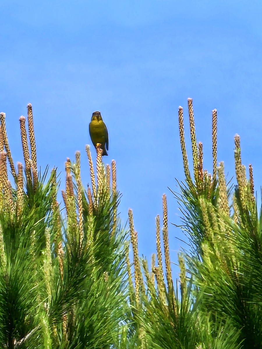 European Greenfinch - Joao Faustino