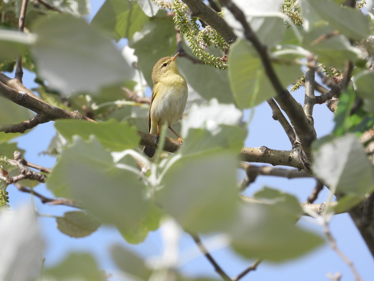 Wood Warbler - ML618734114