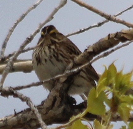 Savannah Sparrow - ML618734134