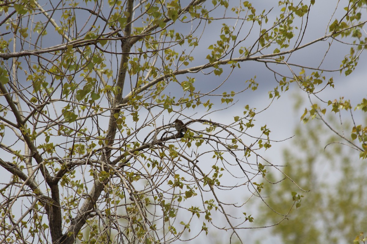 Savannah Sparrow - ML618734137