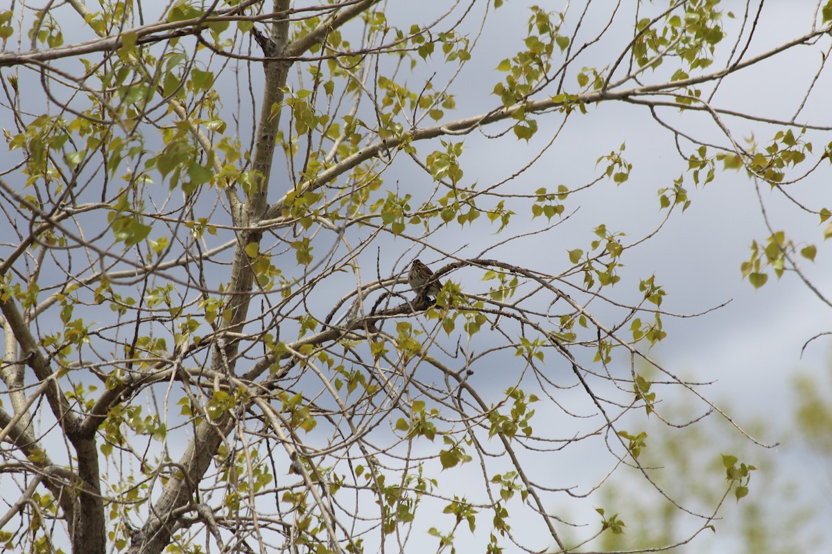 Savannah Sparrow - ML618734138